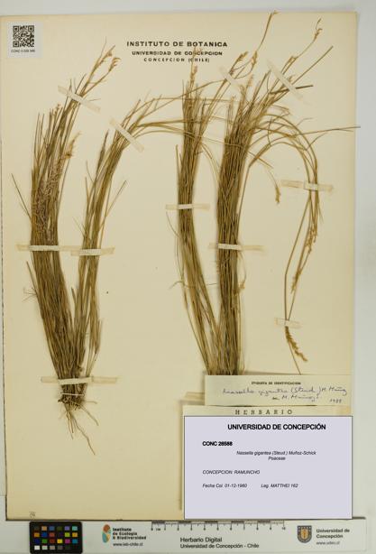 Nassella gigantea [Espécimen: UDEC:CONC:0026588]