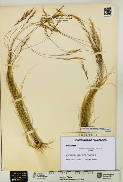Nassella laevissima [Espécimen: UDEC:CONC:0026591]
