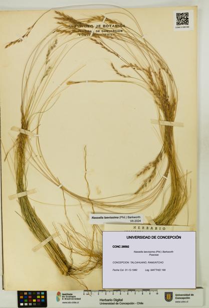 Nassella laevissima [Espécimen: UDEC:CONC:0026592]