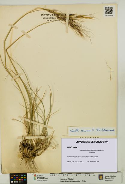 Nassella duriuscula [Espécimen: UDEC:CONC:0026594]