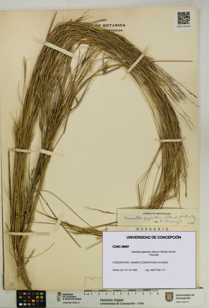 Nassella gigantea [Espécimen: UDEC:CONC:0026597]