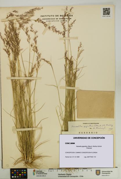 Nassella gigantea [Espécimen: UDEC:CONC:0026598]