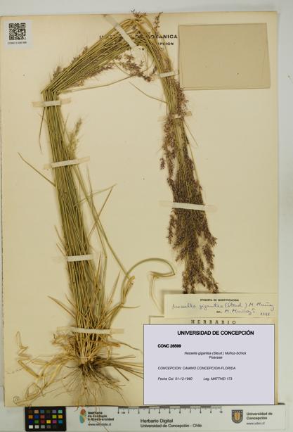 Nassella gigantea [Espécimen: UDEC:CONC:0026599]