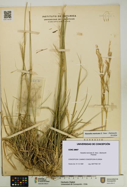 Nassella manicata [Espécimen: UDEC:CONC:0026607]