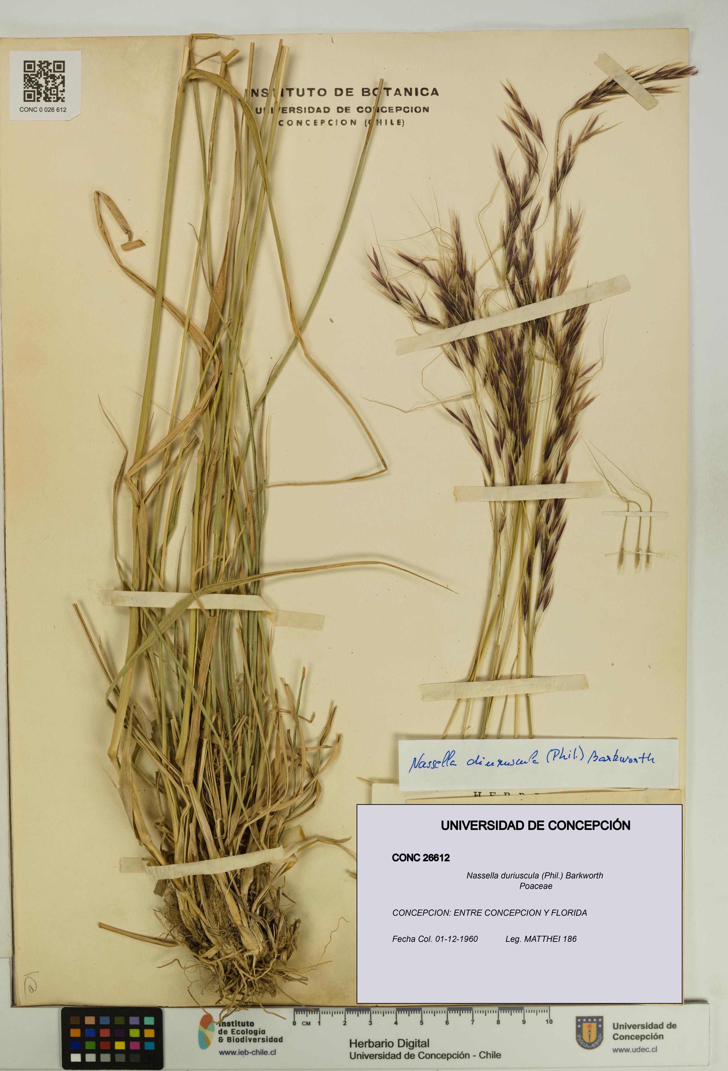 Nassella duriuscula [Espécimen: UDEC:CONC:0026612]