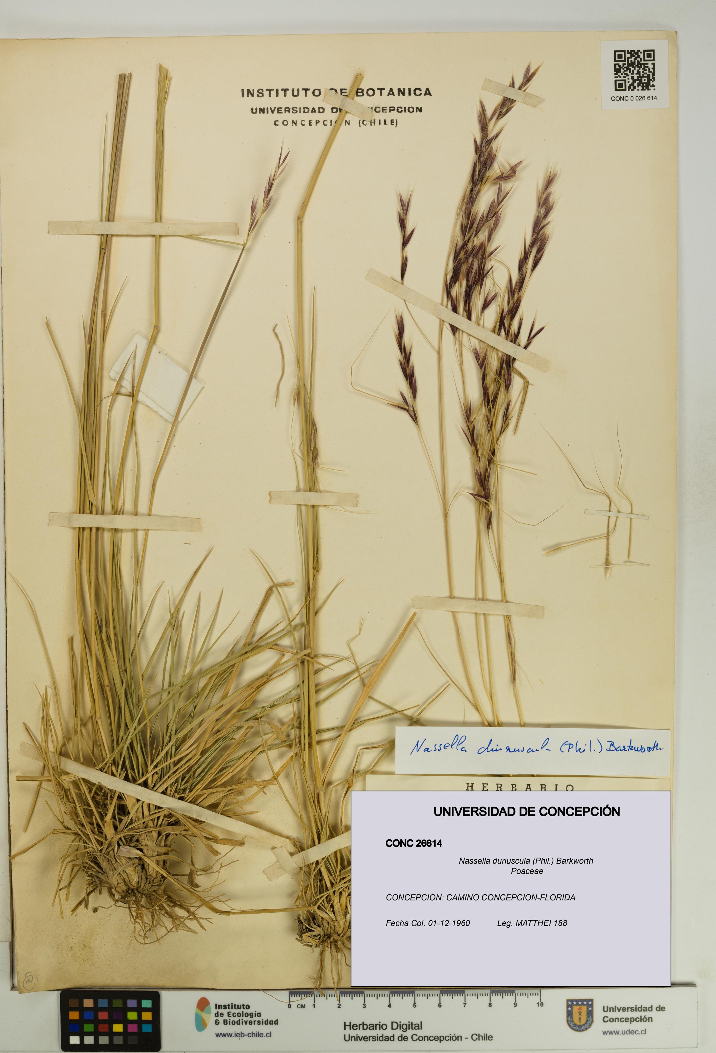 Nassella duriuscula [Espécimen: UDEC:CONC:0026614]