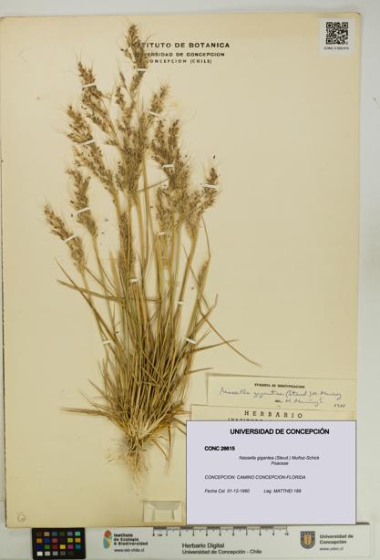 Nassella gigantea [Espécimen: UDEC:CONC:0026615]