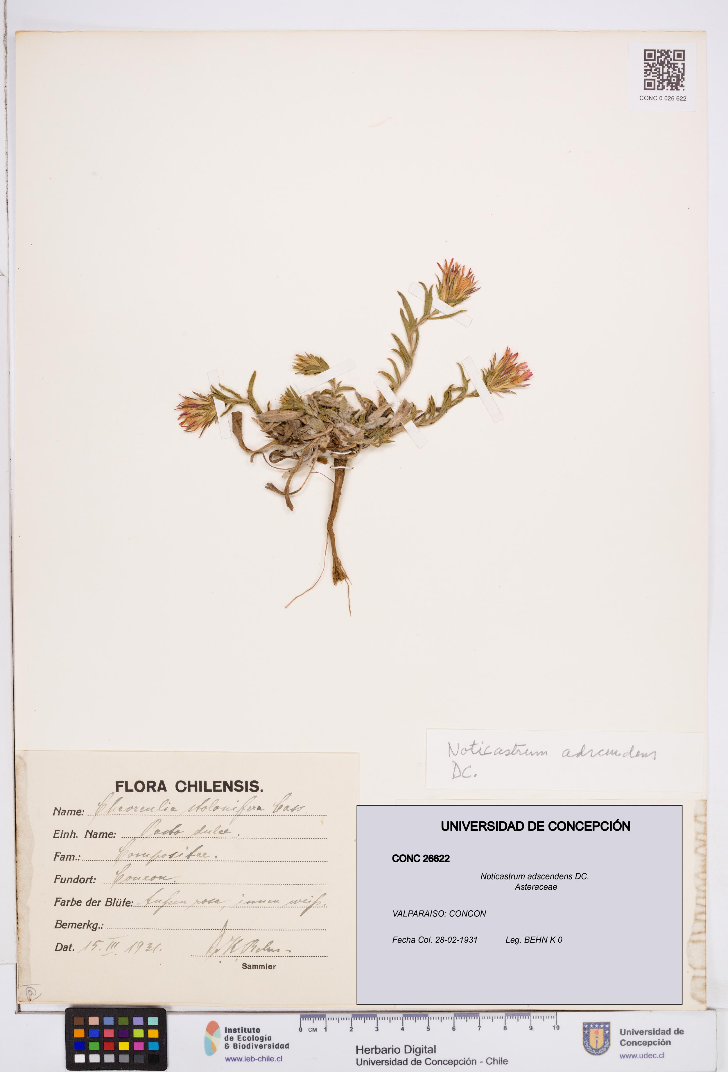 Noticastrum adscendens [Espécimen: ]