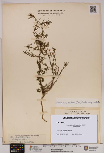 Camissonia dentata [Espécimen: UDEC:CONC:0026625]