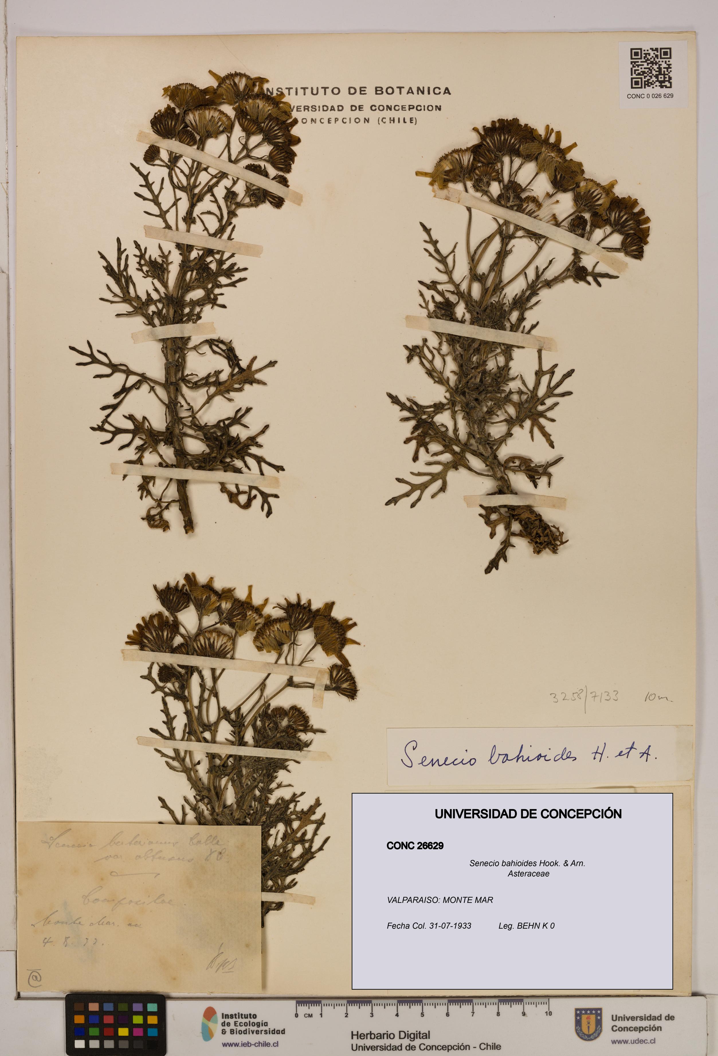 Senecio bahioides [Espécimen: UDEC:CONC:0026629]