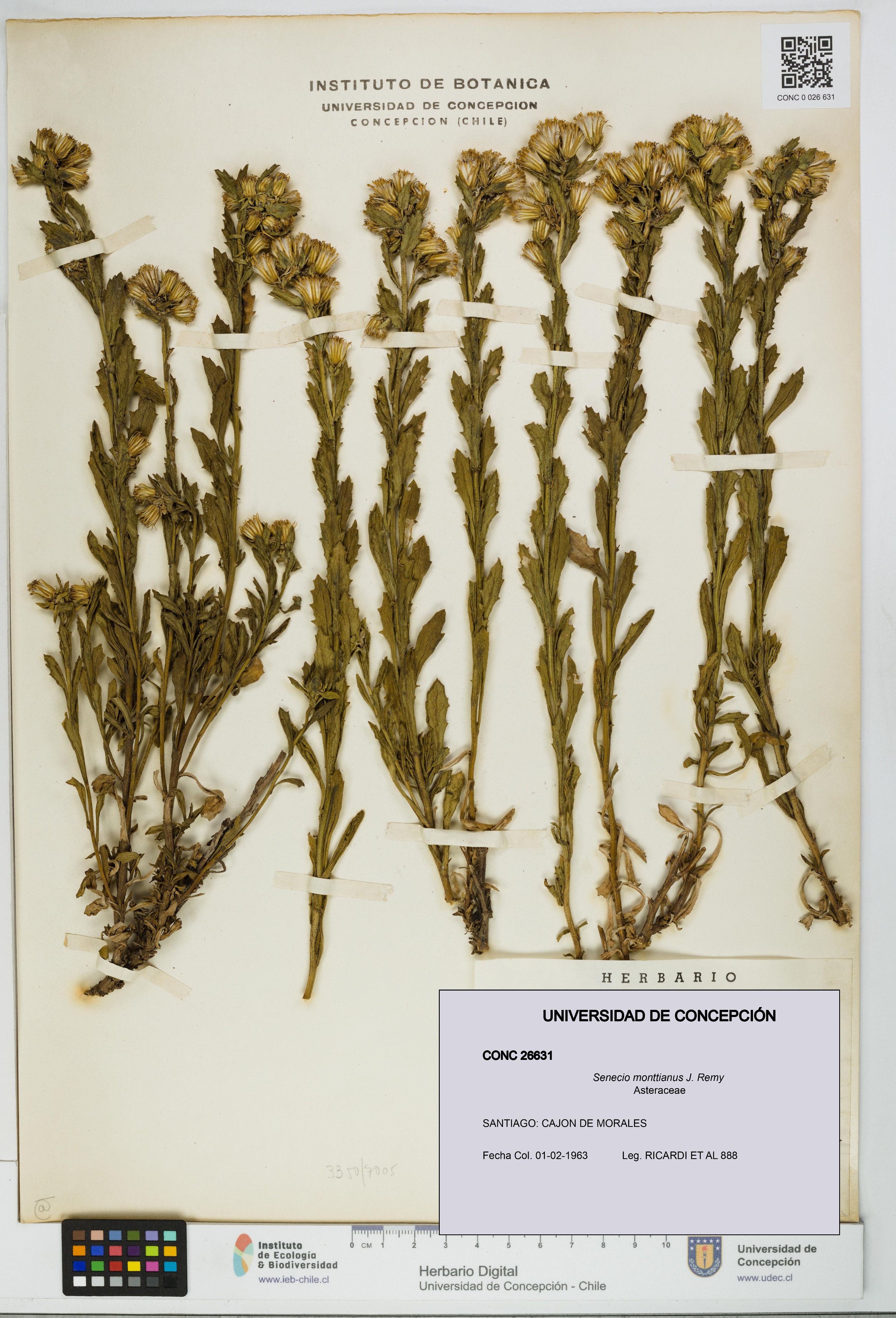 Senecio monttianus [Espécimen: UDEC:CONC:0026631]