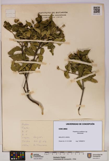 Podanthus ovatifolius [Espécimen: ]
