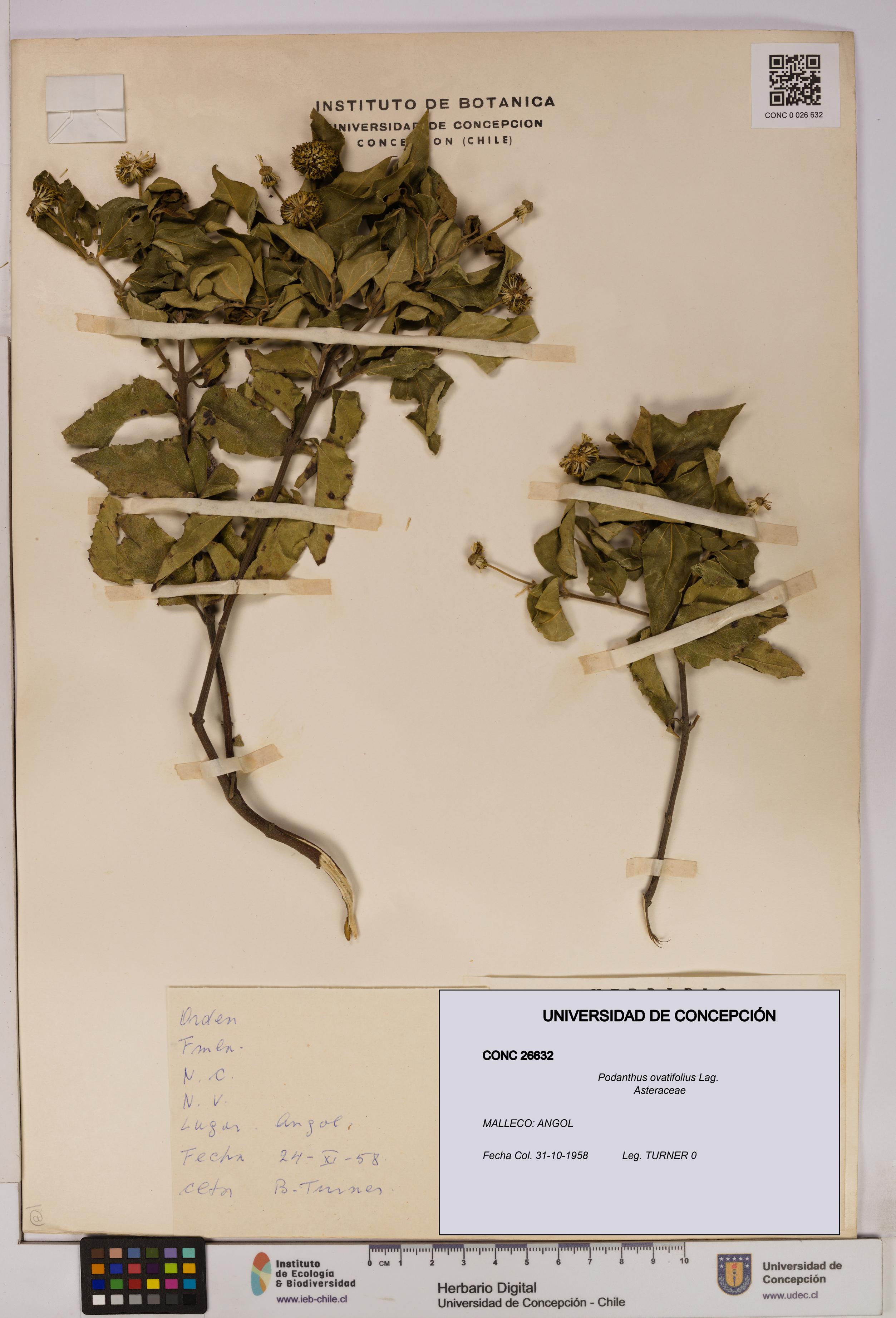 Podanthus ovatifolius [Espécimen: ]