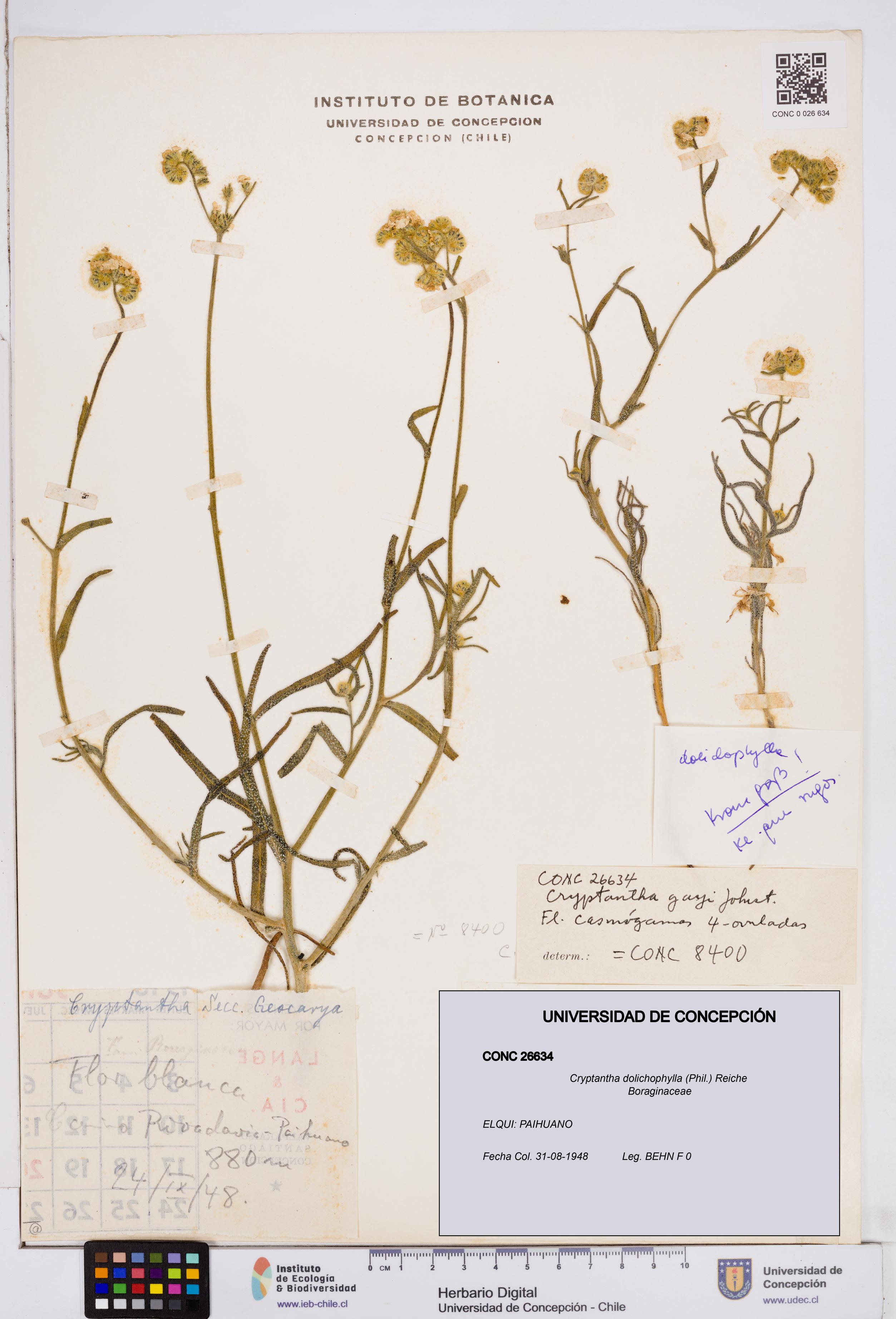 Cryptantha dolichophylla [Espécimen: ]