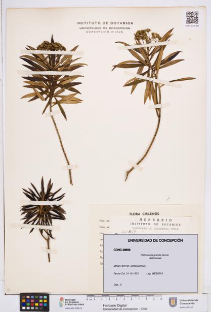Robinsonia gracilis [Espécimen: ]