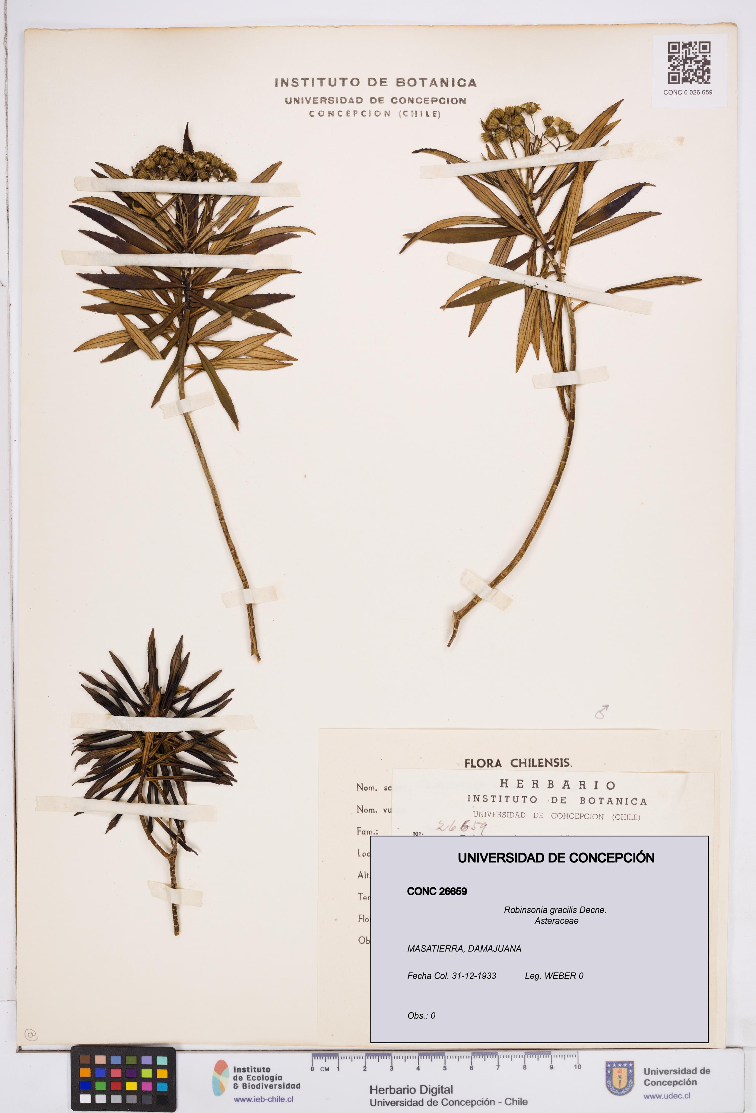 Robinsonia gracilis [Espécimen: ]