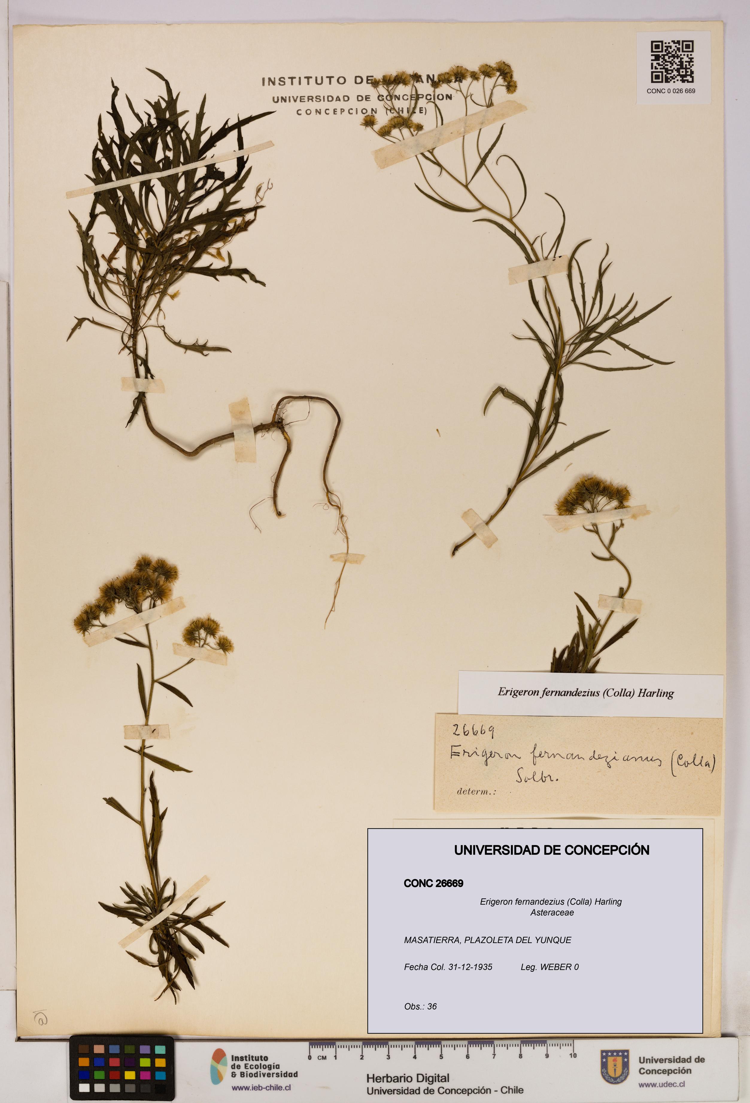 Erigeron fernandezius [Espécimen: UDEC:CONC:0026669]