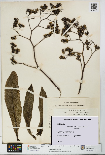 Dendroseris pruinata [Espécimen: UDEC:CONC:0026670]