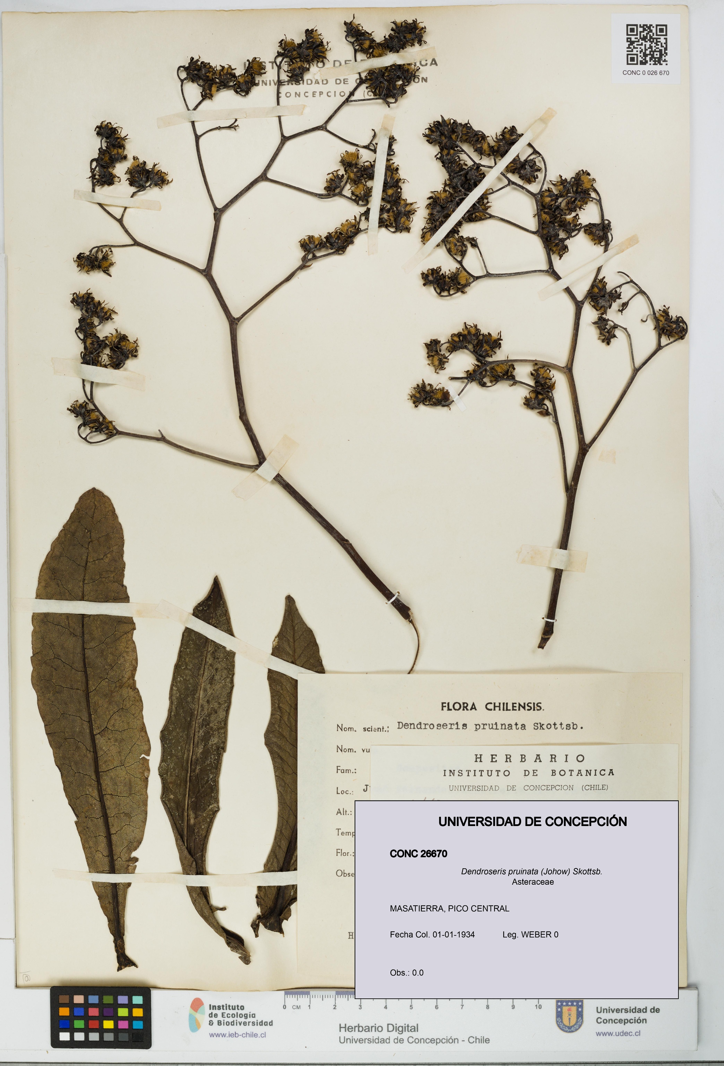 Dendroseris pruinata [Espécimen: UDEC:CONC:0026670]