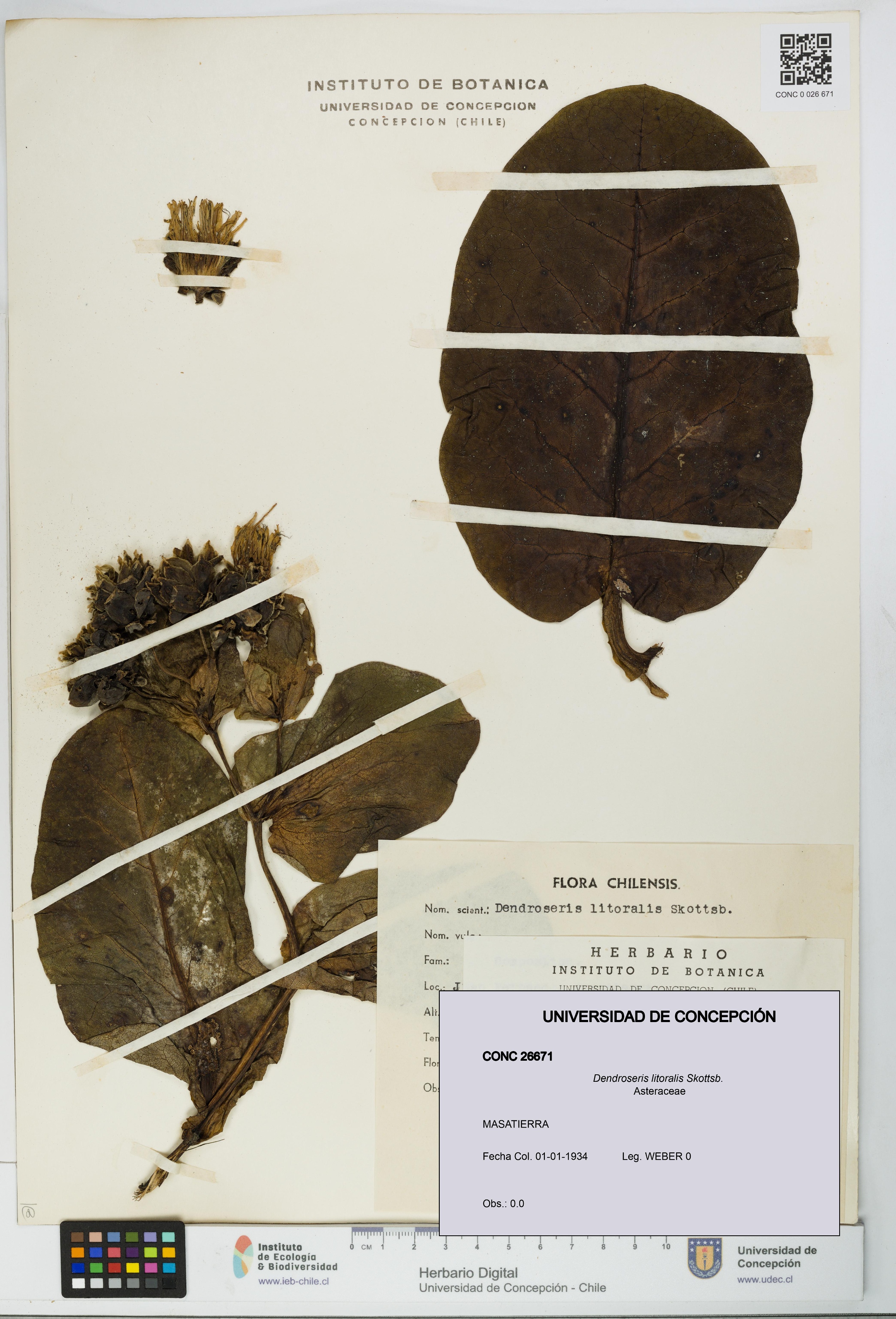 Dendroseris litoralis [Espécimen: UDEC:CONC:0026671]