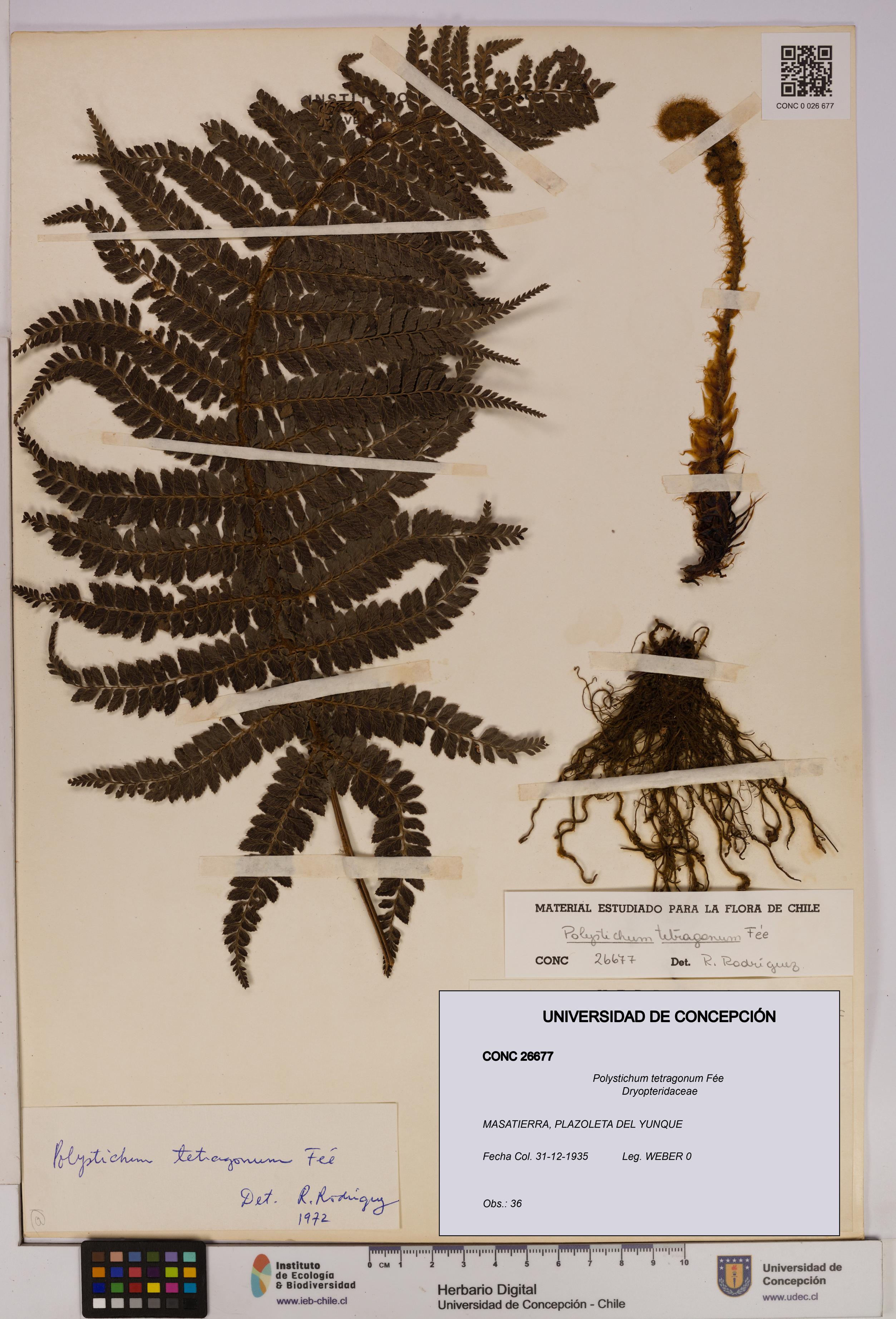 Polystichum tetragonum [Espécimen: UDEC:CONC:0026677]