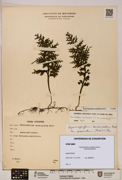 Hymenophyllum caudatum [Espécimen: UDEC:CONC:0026681]