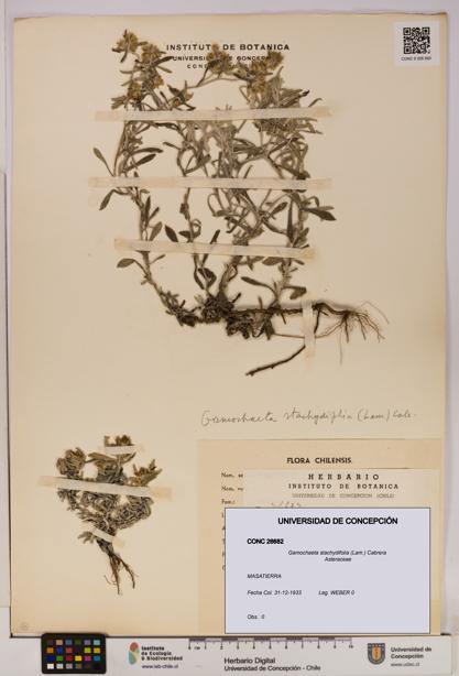 Gamochaeta stachydifolia [Espécimen: UDEC:CONC:0026682]