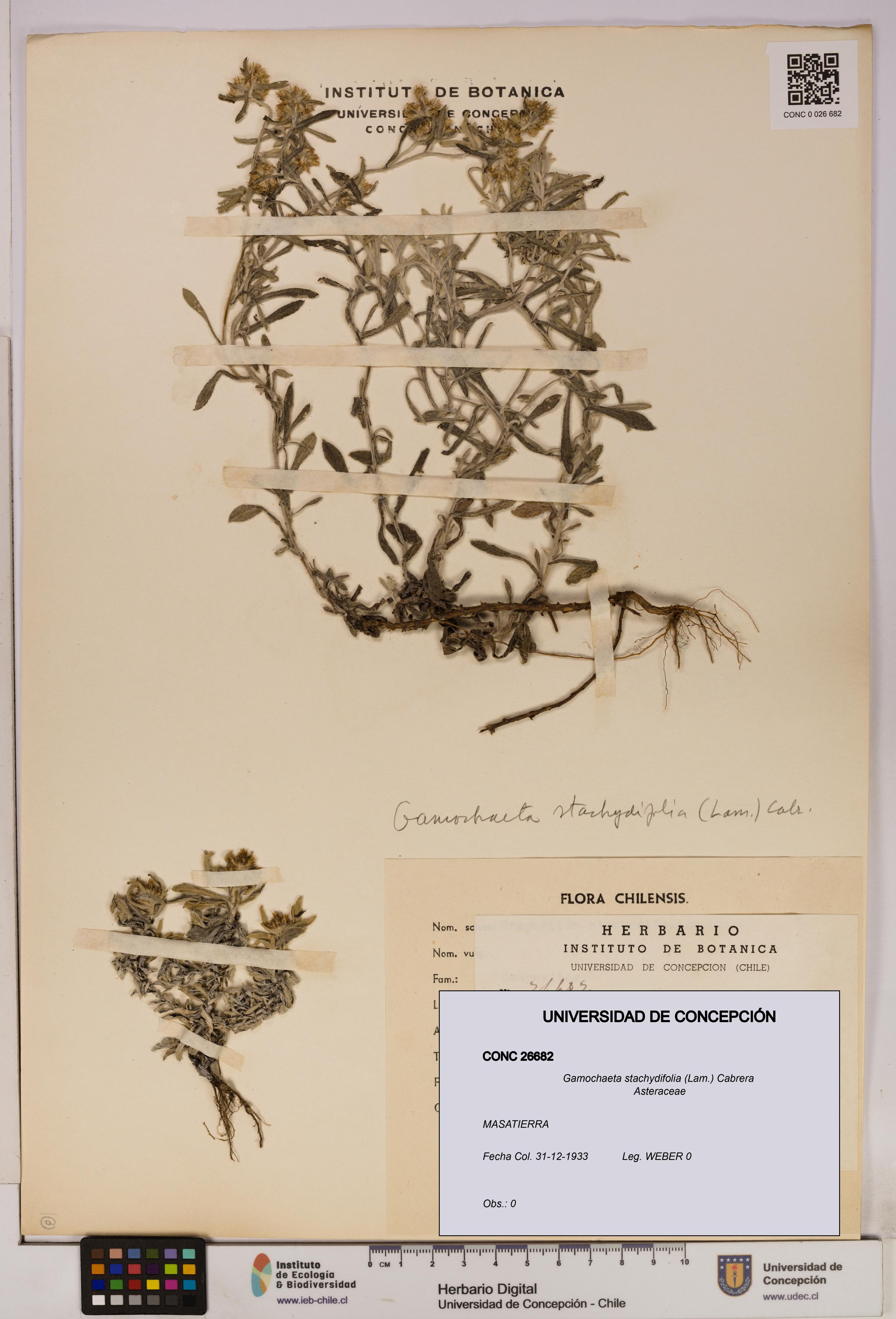 Gamochaeta stachydifolia [Espécimen: UDEC:CONC:0026682]