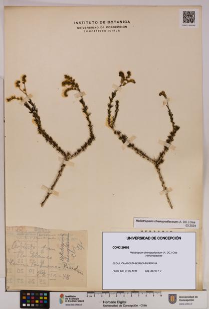 Heliotropium chenopodiaceum [Espécimen: UDEC:CONC:0026692]