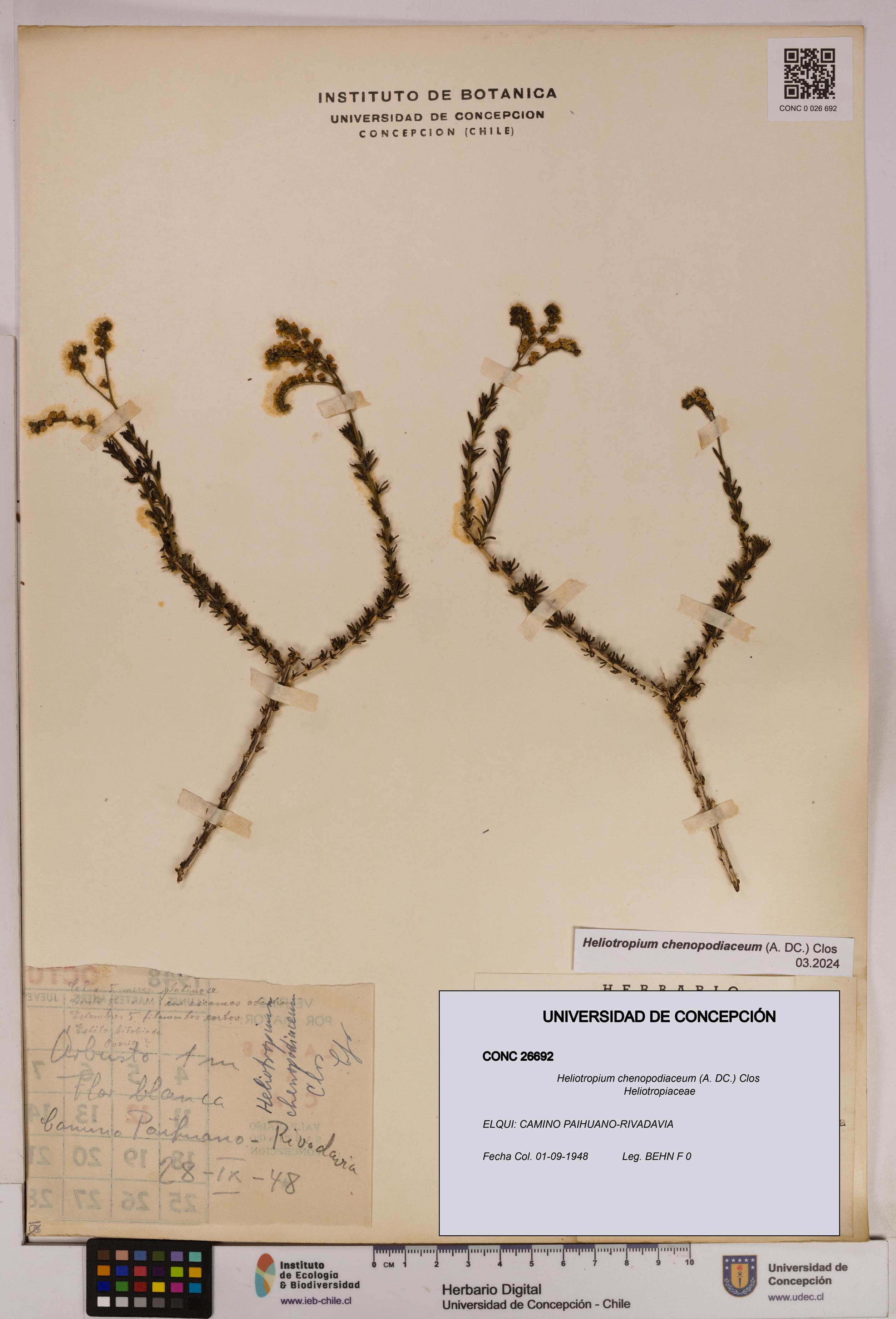 Heliotropium chenopodiaceum [Espécimen: UDEC:CONC:0026692]