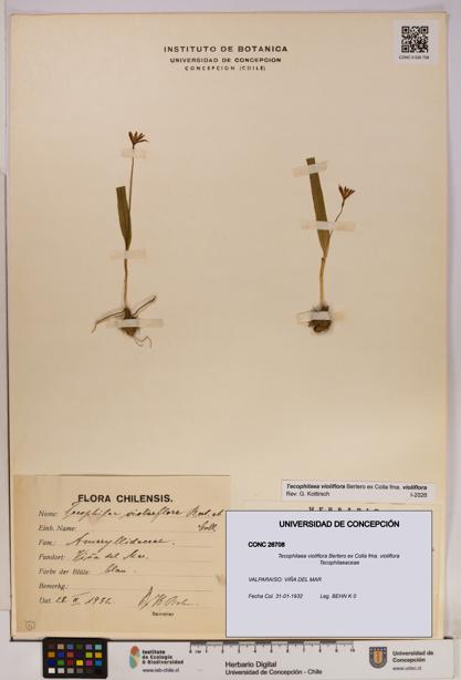Tecophilaea violiflora fma. violiflora [Espécimen: UDEC:CONC:0026708]