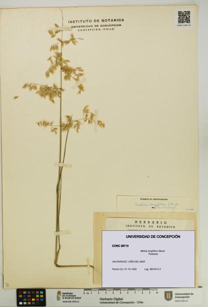 Melica longiflora [Espécimen: UDEC:CONC:0026713]
