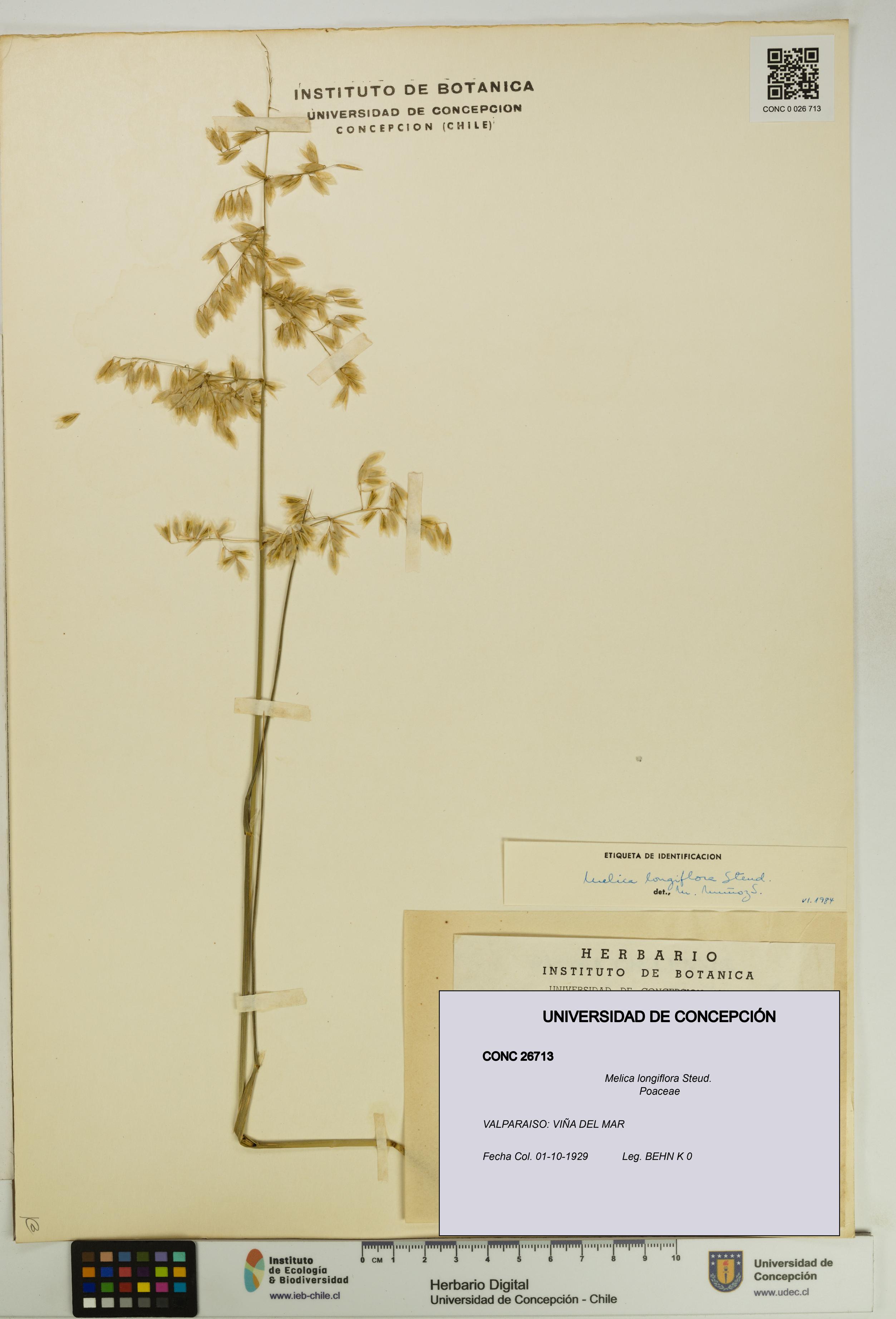 Melica longiflora [Espécimen: UDEC:CONC:0026713]