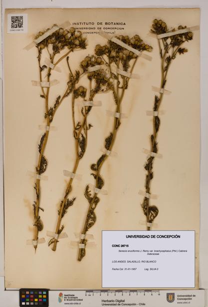 Senecio eruciformis var. brachycephalus [Espécimen: UDEC:CONC:0026715]