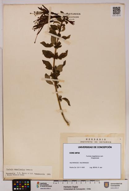 Fuchsia magellanica [Espécimen: UDEC:CONC:0026722]