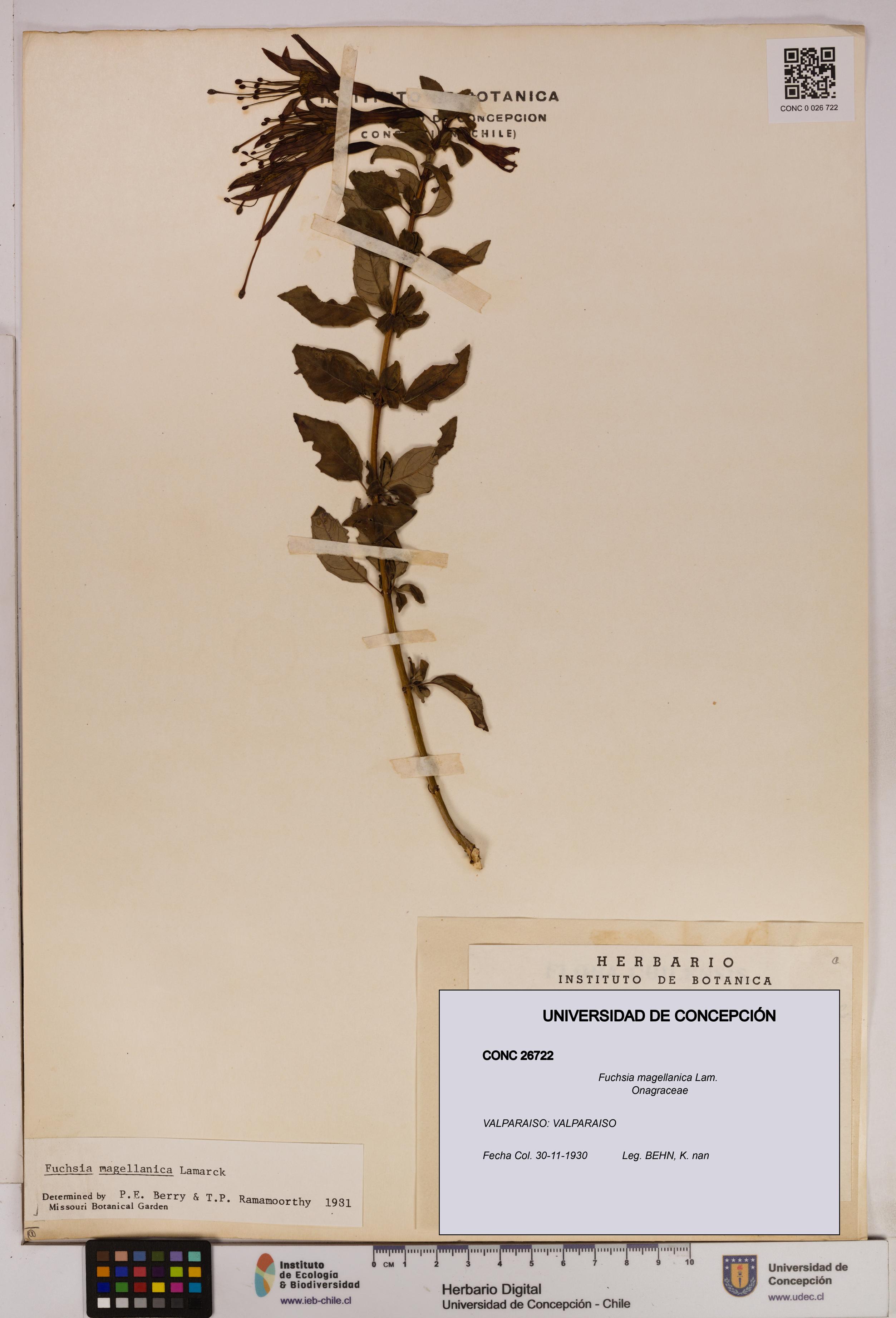 Fuchsia magellanica [Espécimen: UDEC:CONC:0026722]