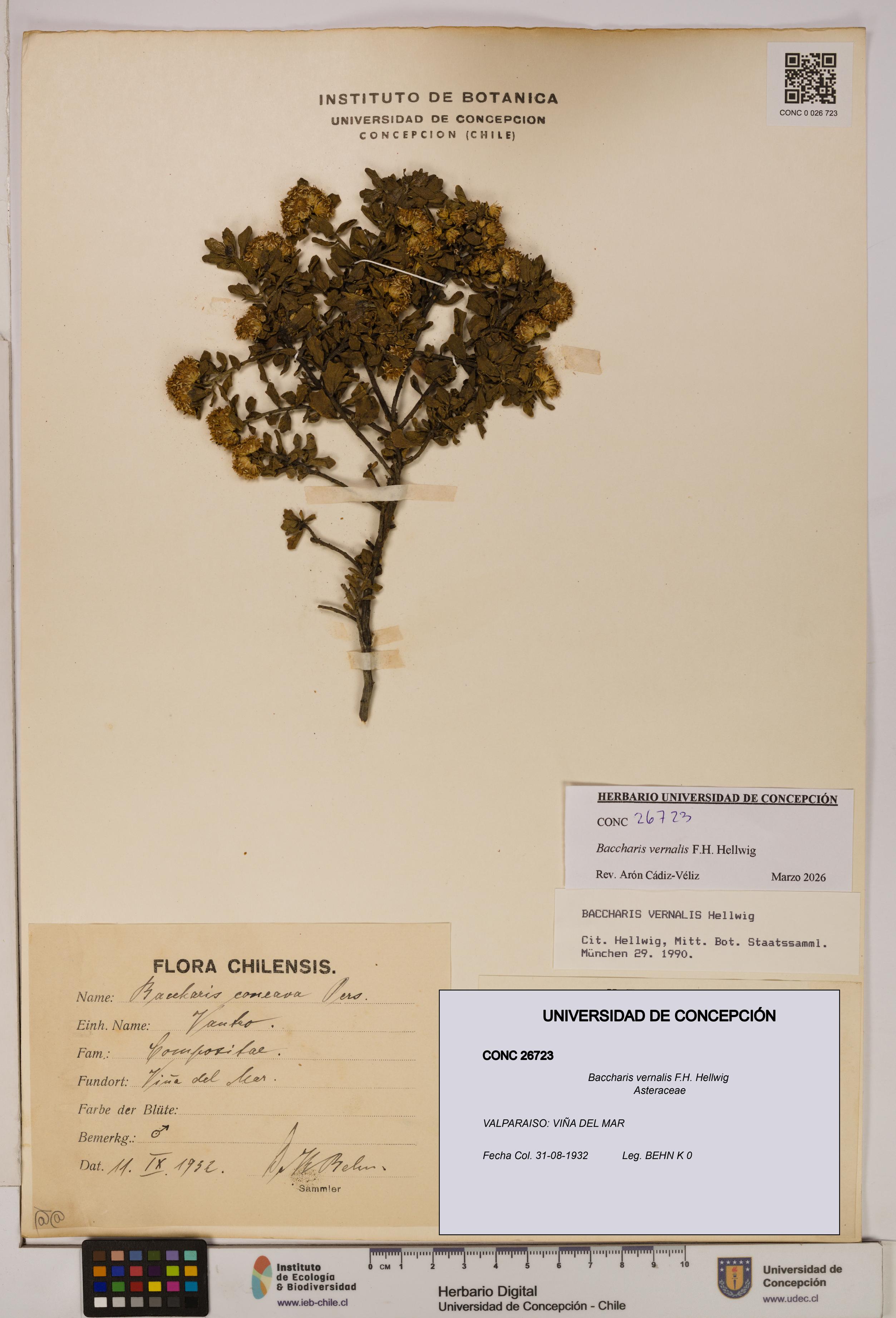 Baccharis vernalis [Espécimen: UDEC:CONC:0026723]