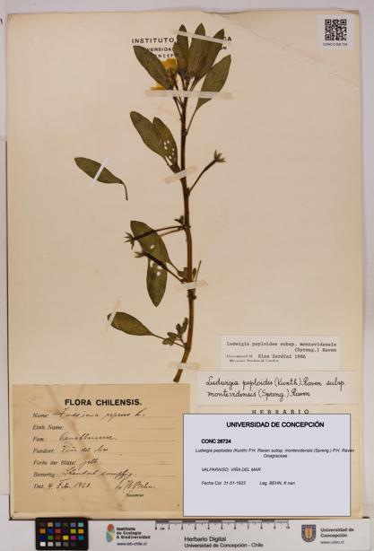 Ludwigia peploides [Espécimen: UDEC:CONC:0026724]