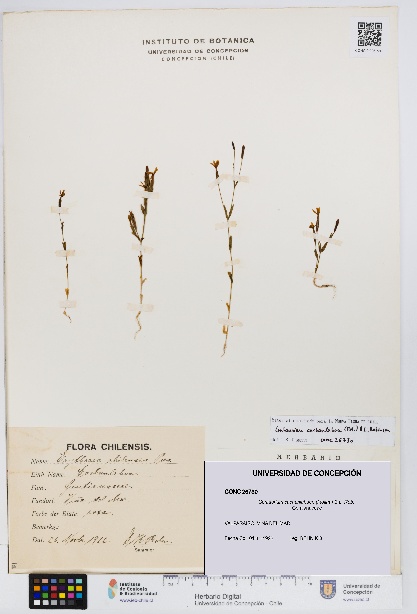 Centaurium cachanlahuen [Espécimen: UDEC:CONC:0026730]
