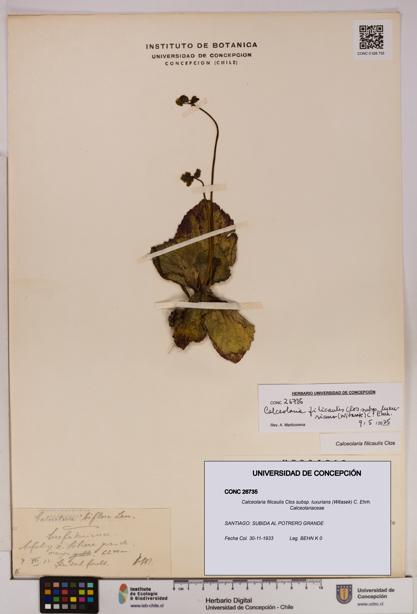 Calceolaria filicaulis [Espécimen: UDEC:CONC:0026735]