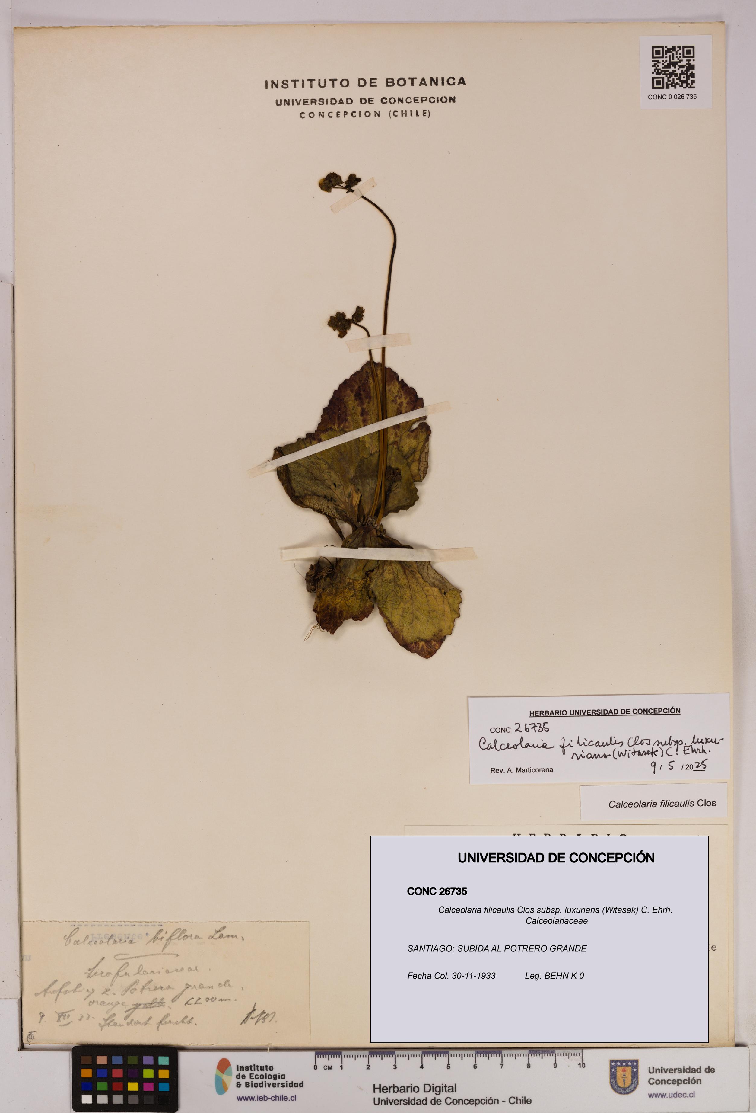 Calceolaria filicaulis [Espécimen: UDEC:CONC:0026735]