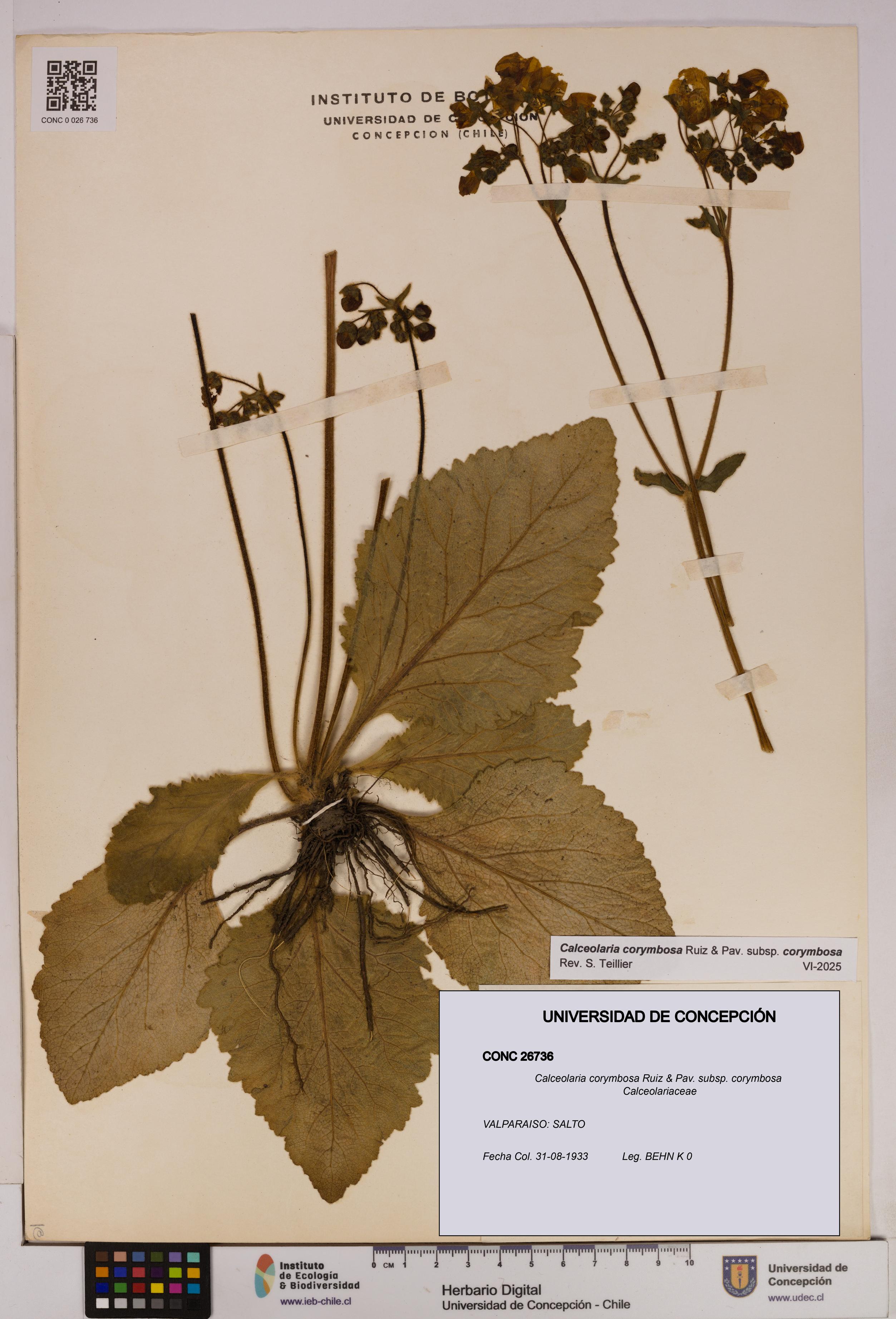 Calceolaria corymbosa [Espécimen: UDEC:CONC:0026736]