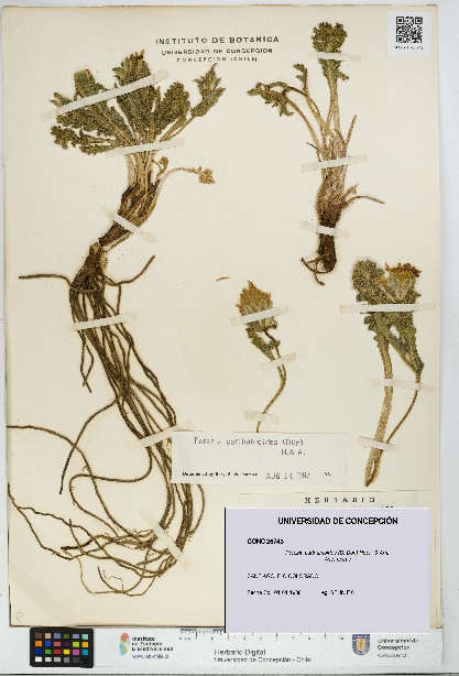 Perezia carthamoides [Espécimen: UDEC:CONC:0026743]