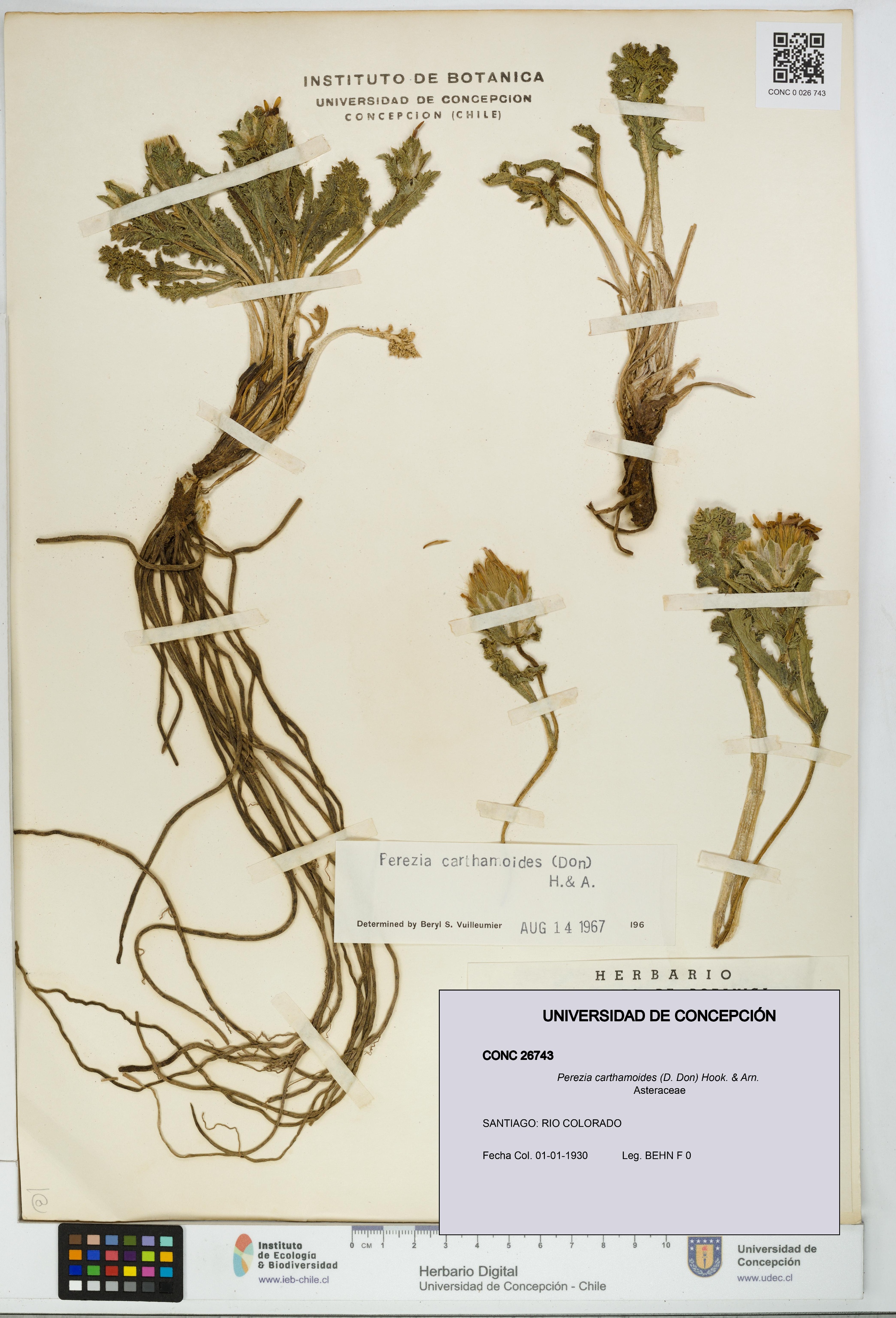 Perezia carthamoides [Espécimen: UDEC:CONC:0026743]