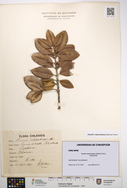 Gayella valparadisaea [Espécimen: UDEC:CONC:0026752]