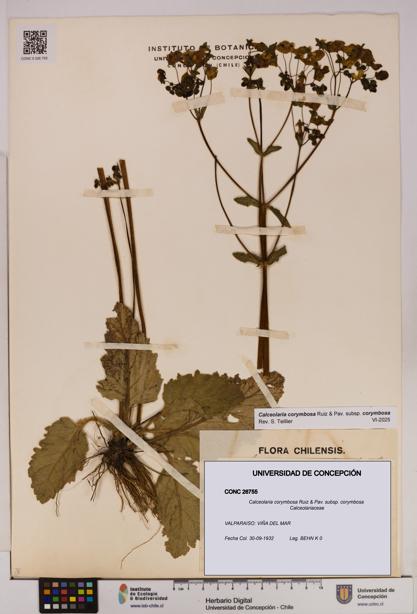 Calceolaria corymbosa [Espécimen: UDEC:CONC:0026755]