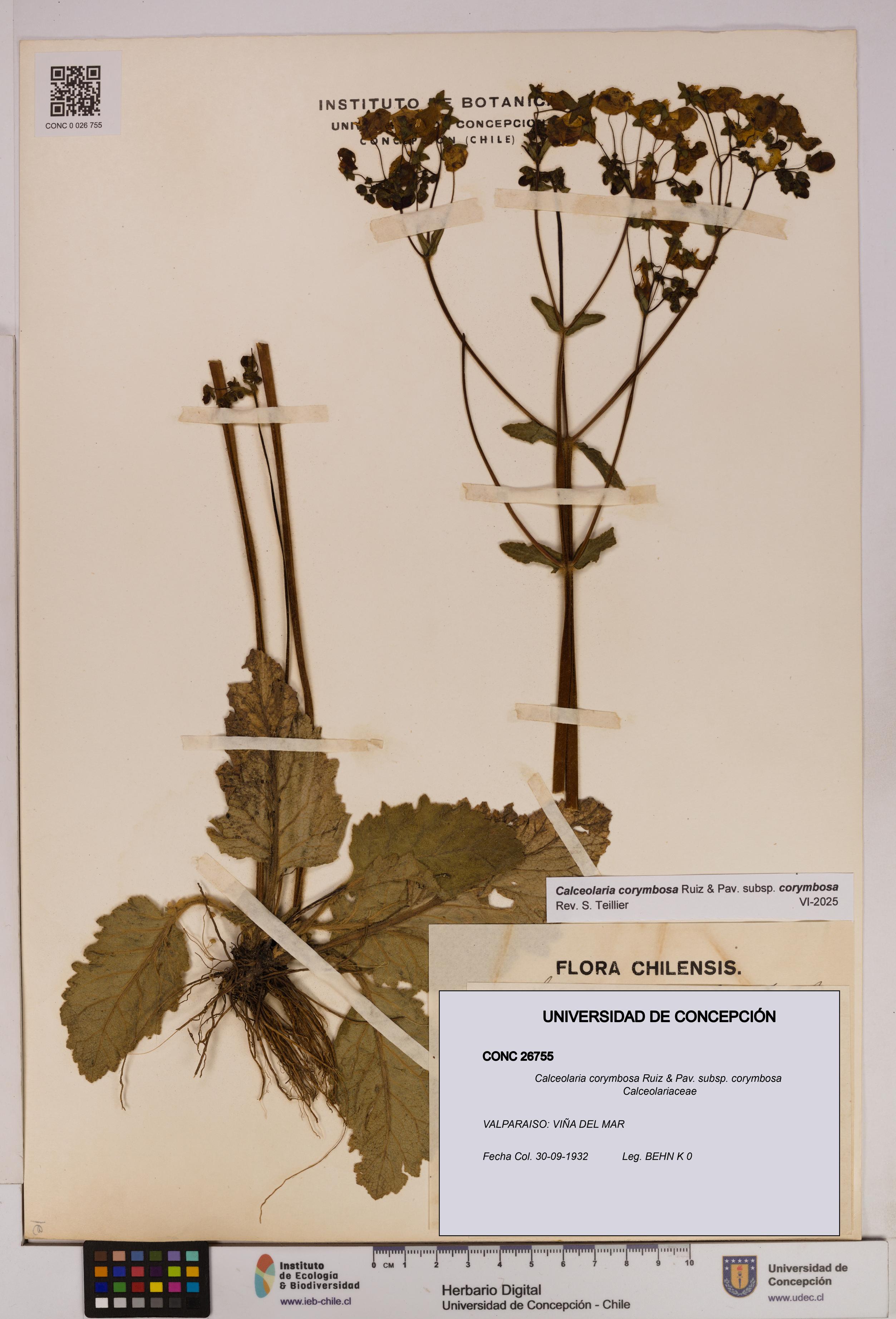 Calceolaria corymbosa [Espécimen: UDEC:CONC:0026755]