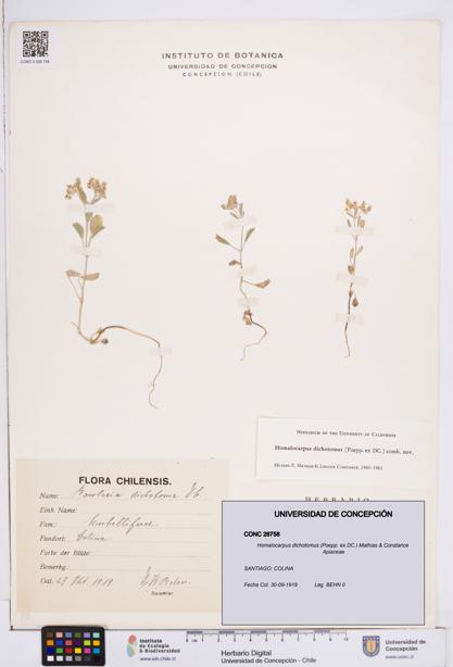 Homalocarpus dichotomus [Espécimen: ]