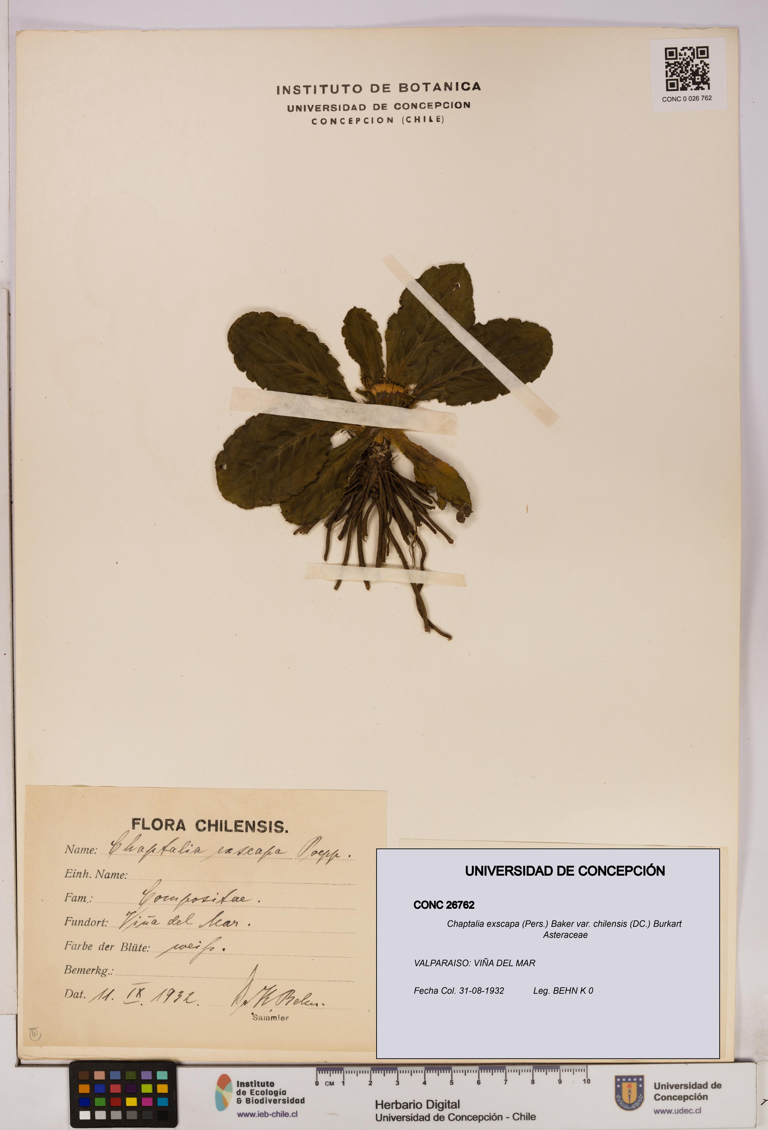 Chaptalia exscapa var. chilensis [Espécimen: UDEC:CONC:0026762]