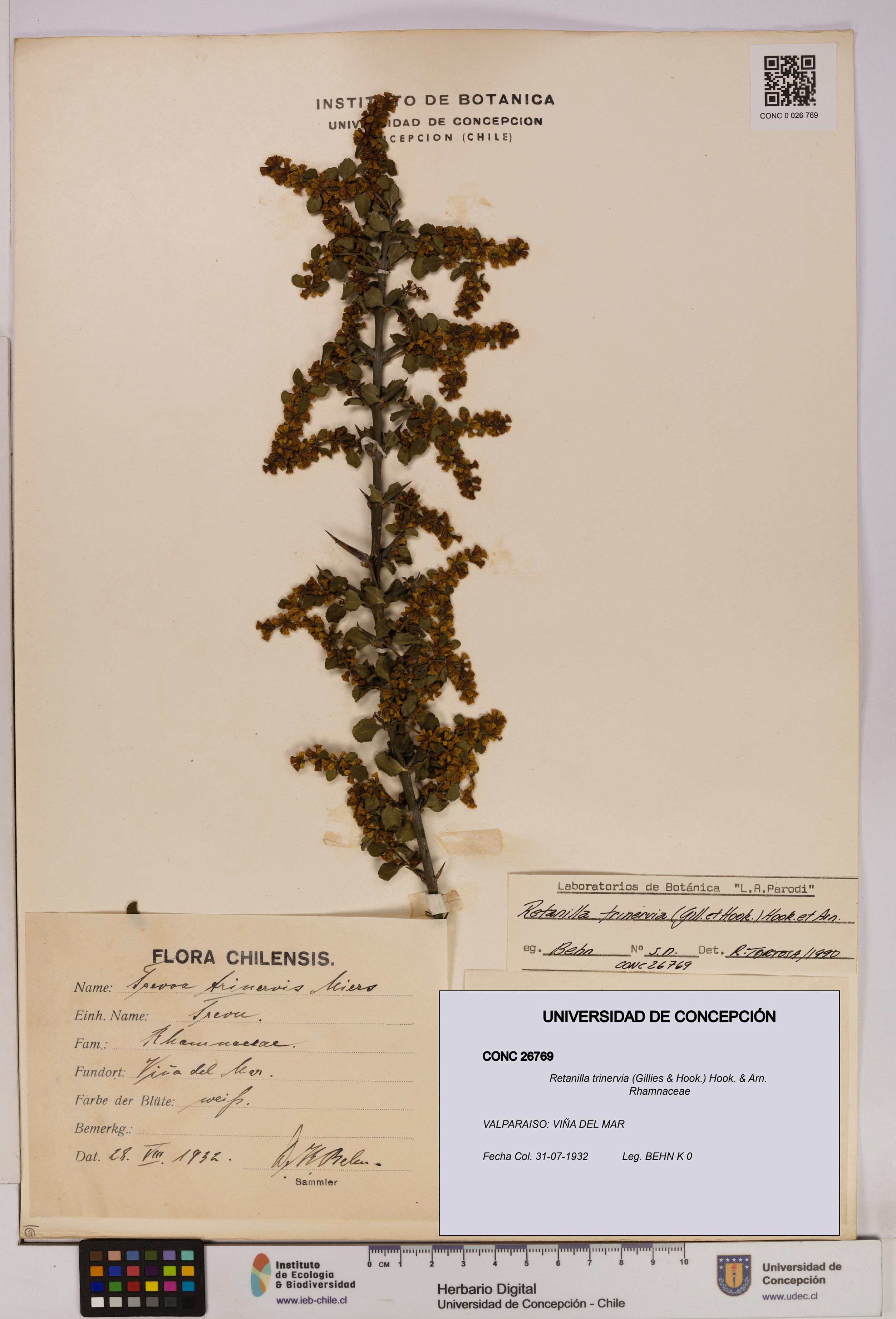 Retanilla trinervia [Espécimen: UDEC:CONC:0026769]